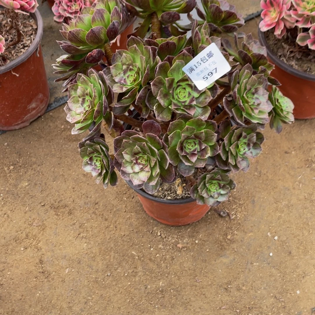 597黑魔法师多肉断枝不包