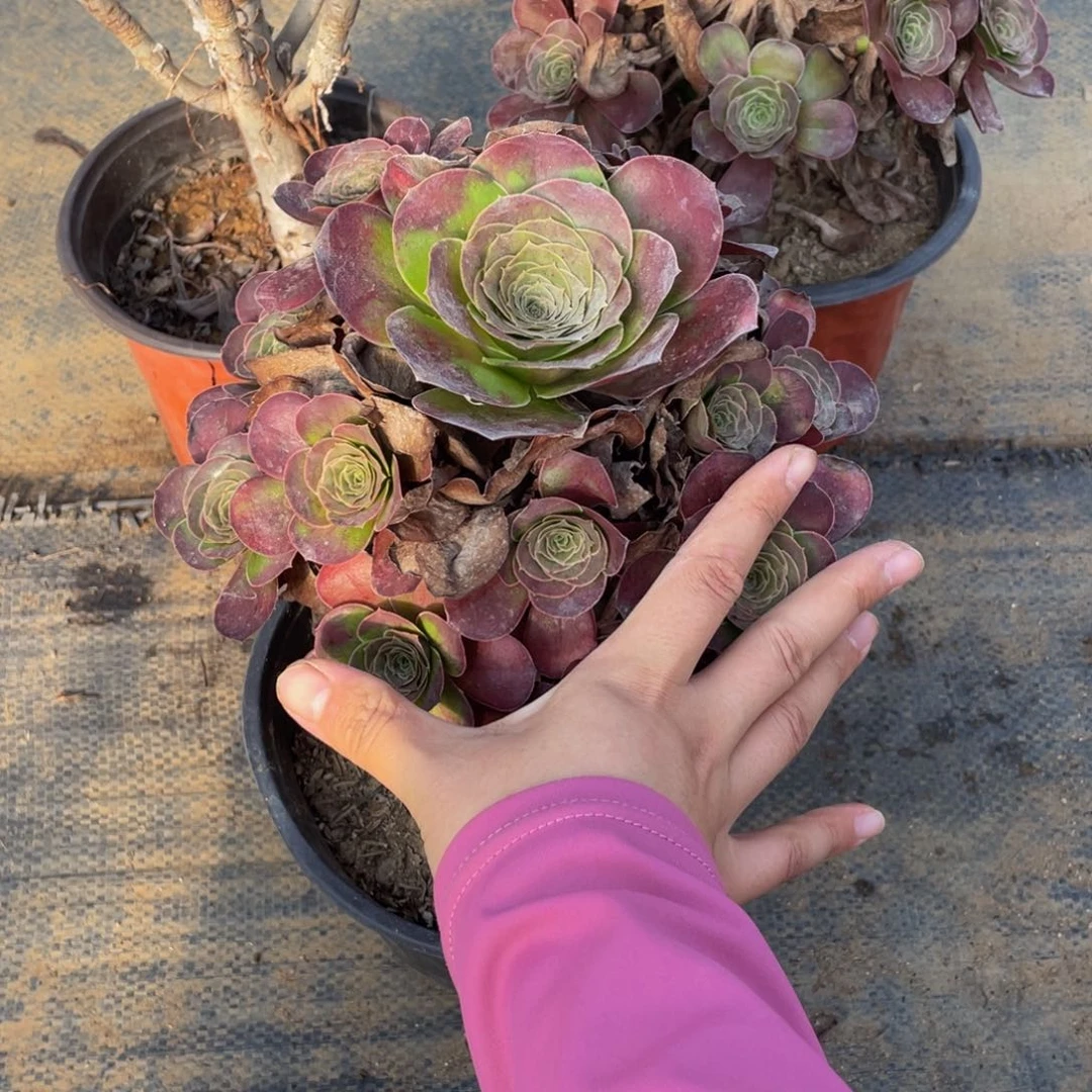 2524美金法师多肉断枝不包不售后