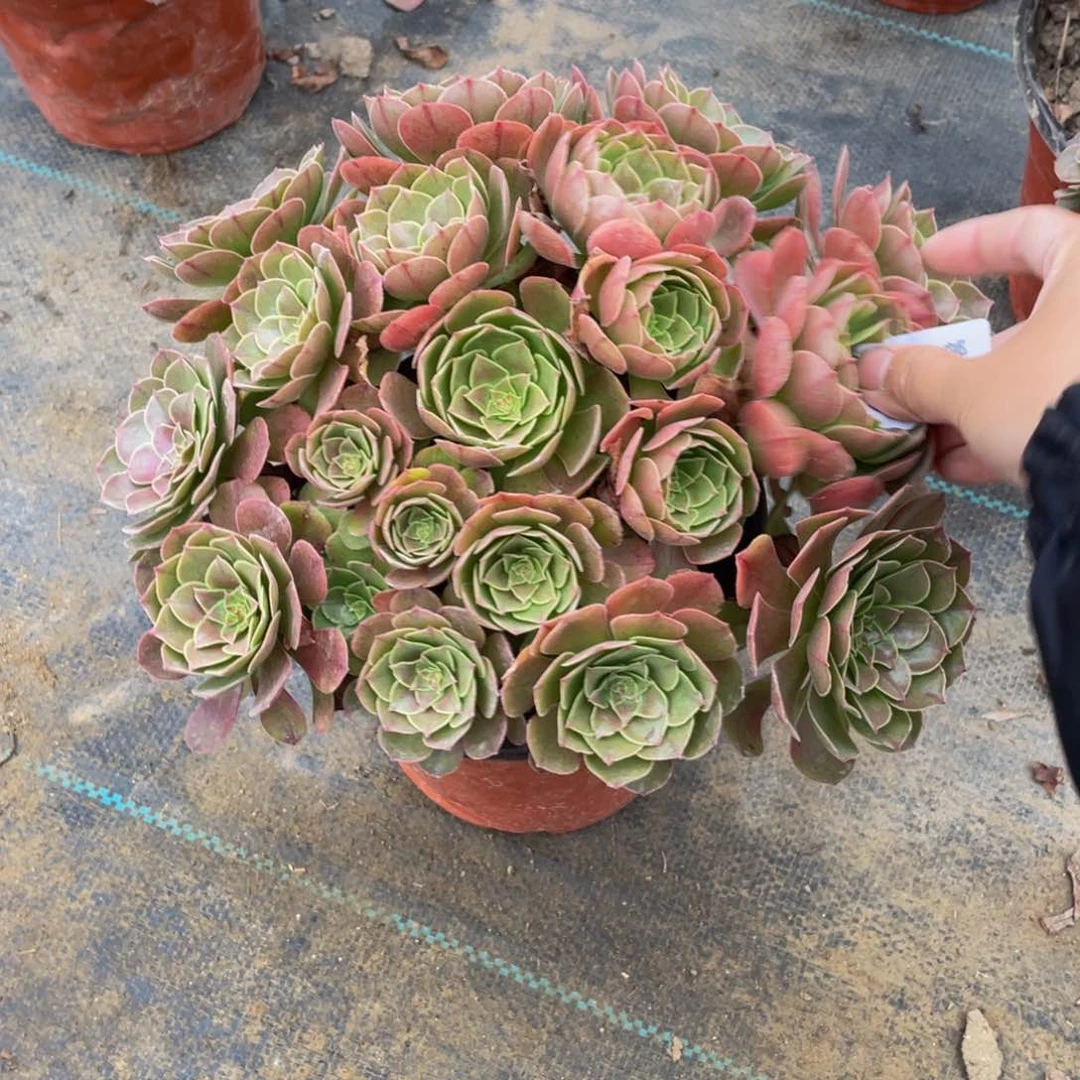 1873万法师多肉断枝不包