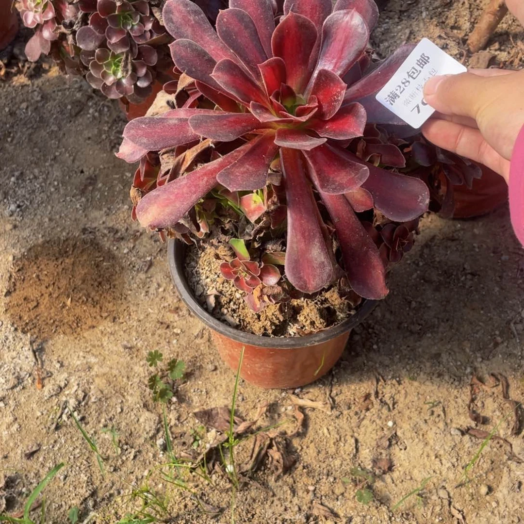 7089华纳法师多肉断枝不包不售后