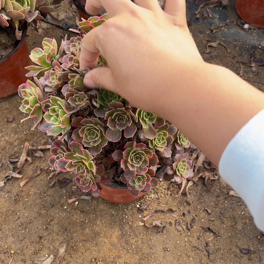 4081安娜法师多肉断肢不包不售后