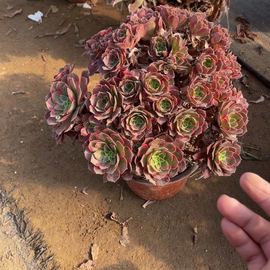 2119安纳法师多肉断枝不包