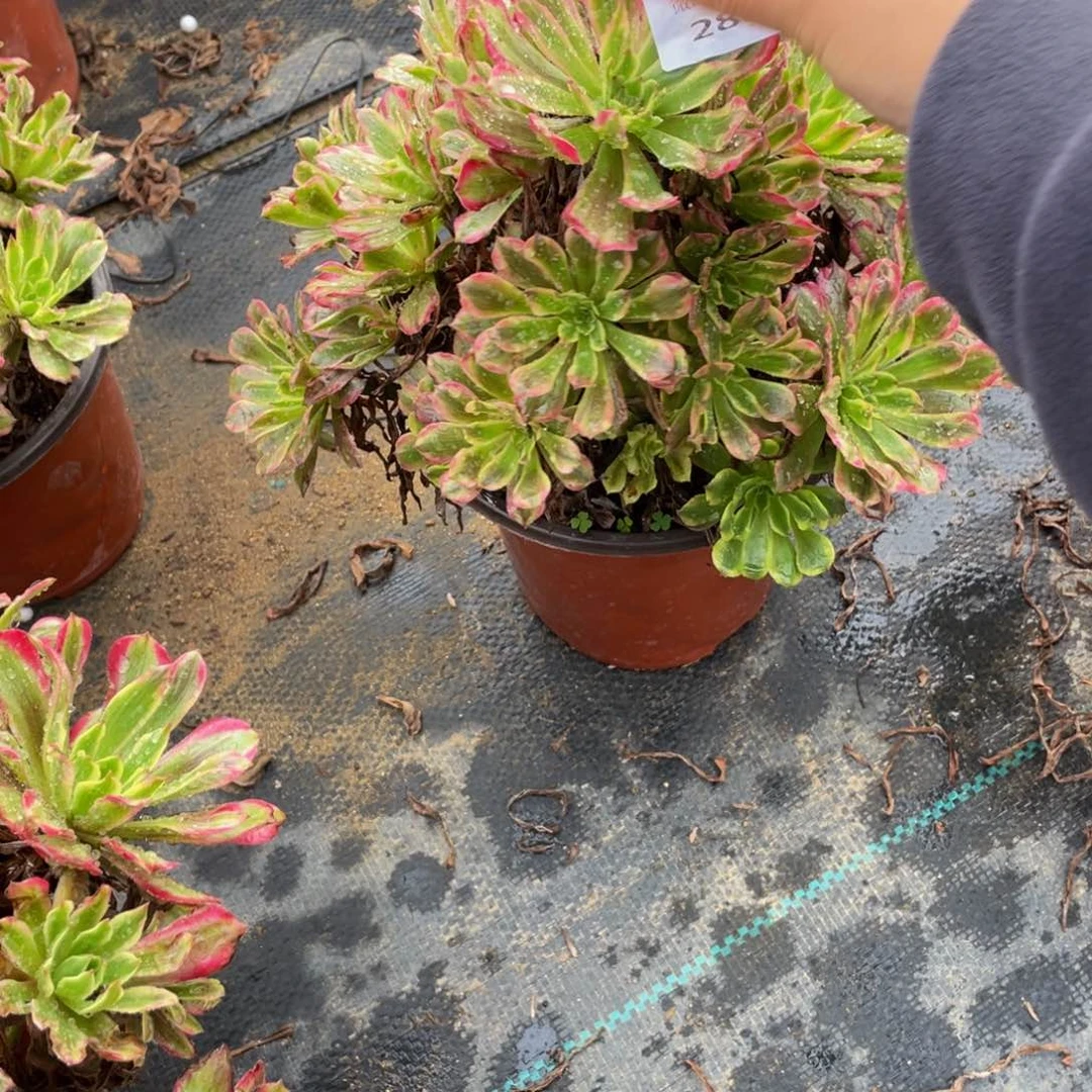 280粉霞法师多肉断枝不包