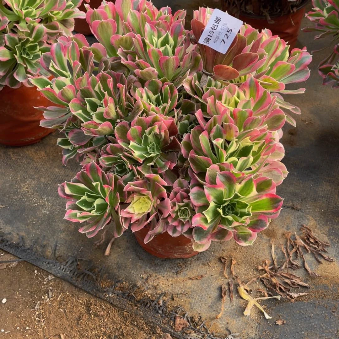 725雨花石法师多肉断枝不包