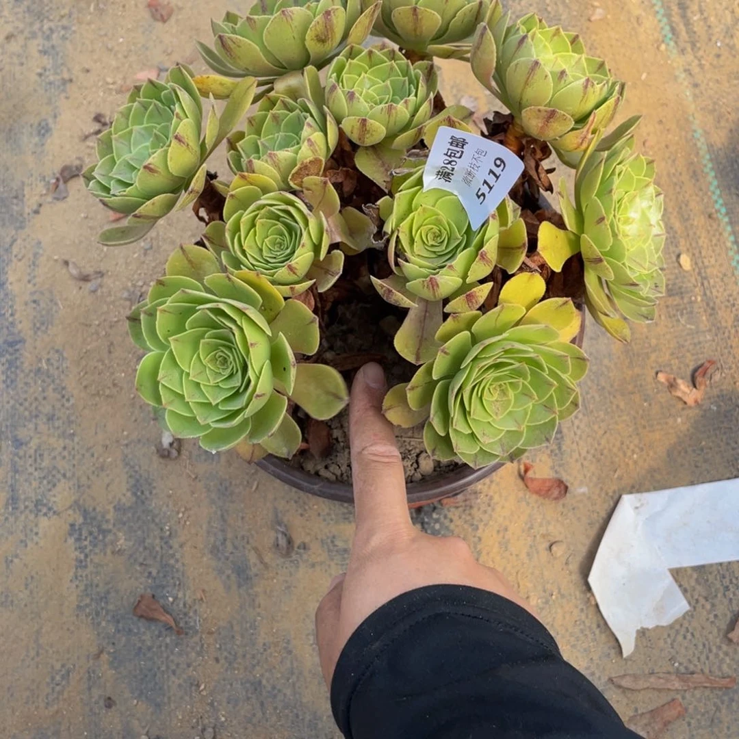 5119万拉丝法师多肉断枝不包不售后