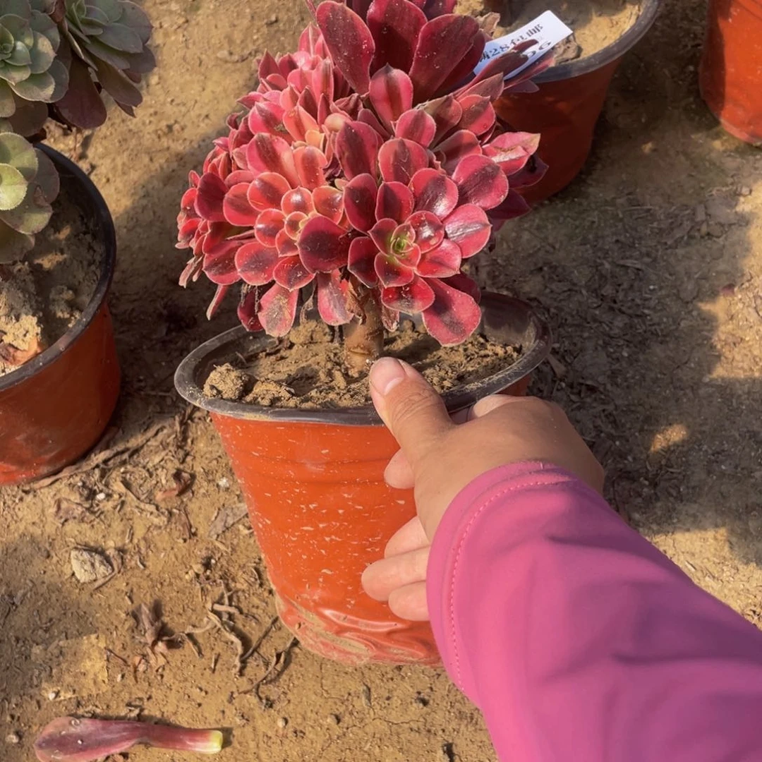 7096美杜莎法师多肉断枝不包不售后