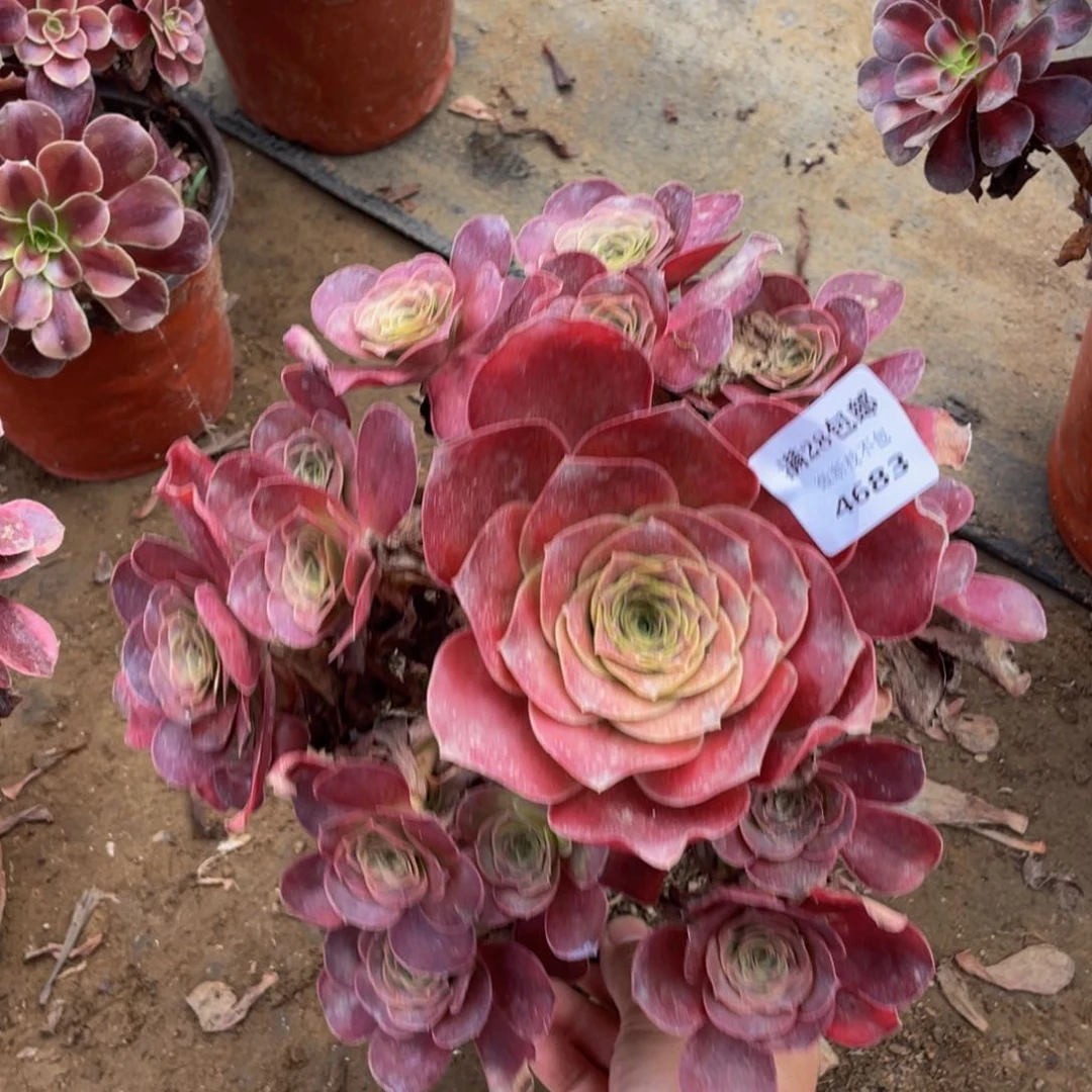 4683美金法师多肉断枝不包不售后