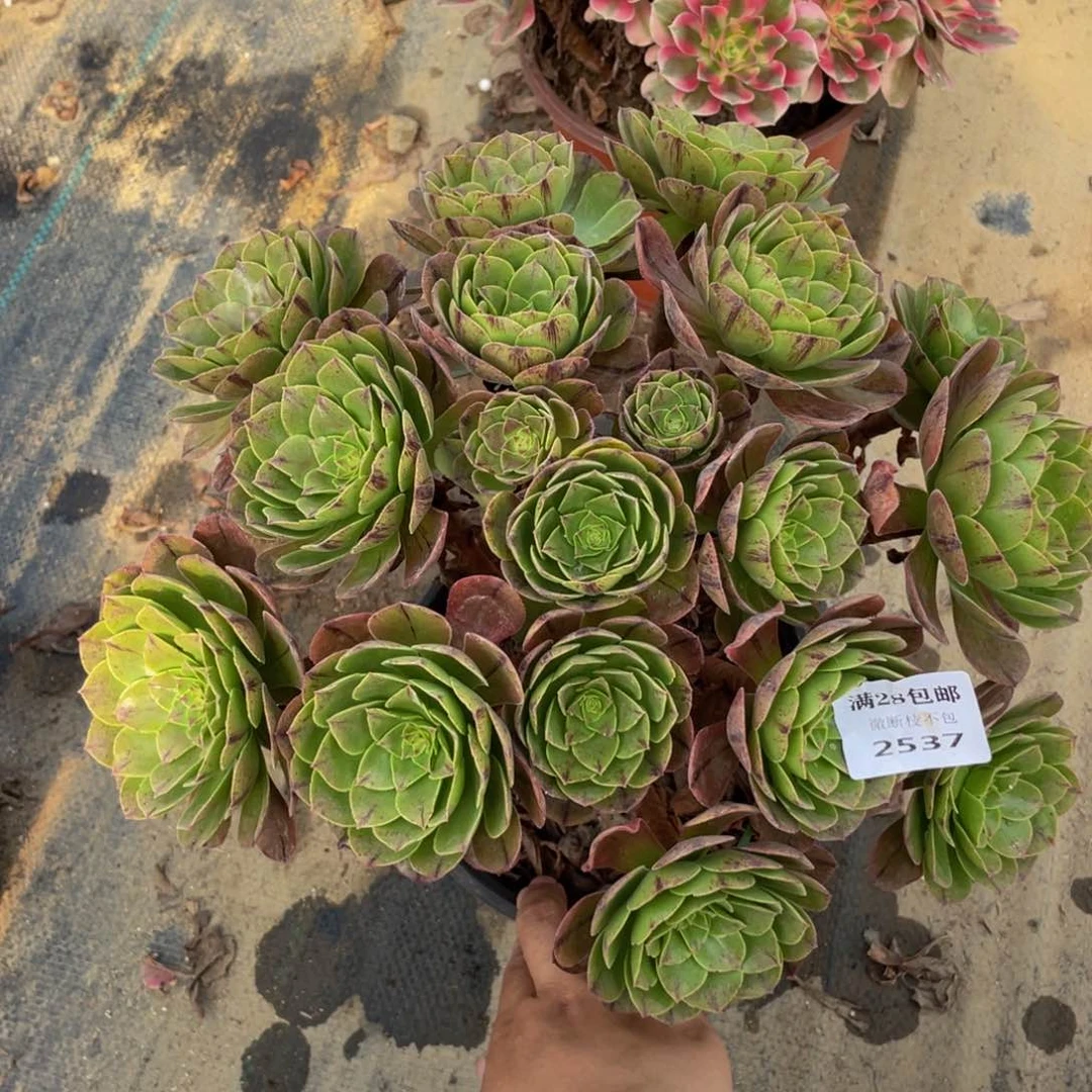 2537万拉斯法师多肉断枝不包