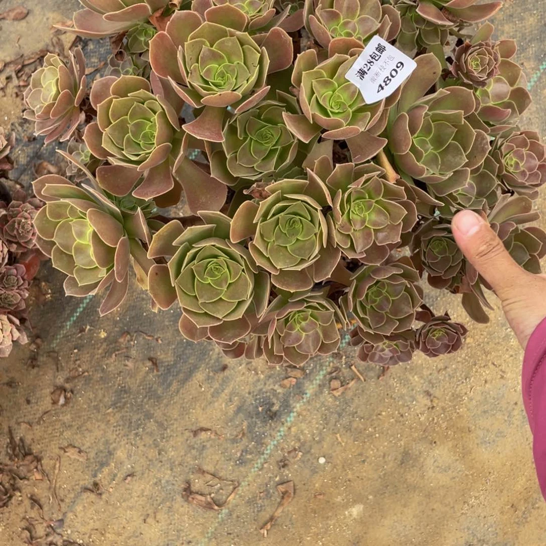 4809柠檬玫瑰法师多肉断枝不包不售后