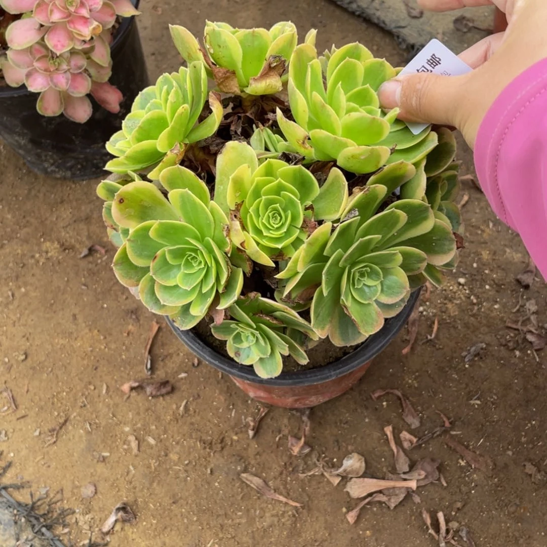 6670奶白法师多肉断枝不包不售后