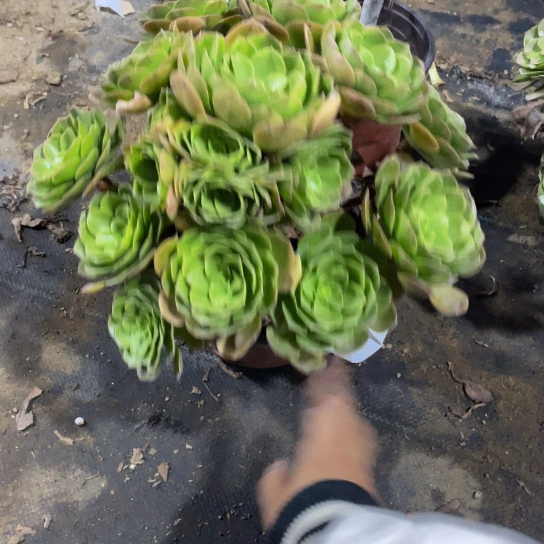 2950万圣夜法师多肉断枝不包