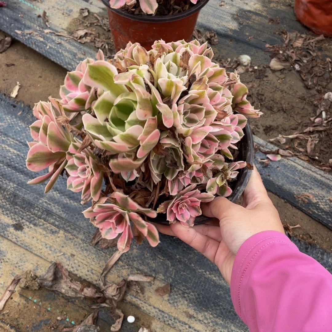 6578分女法师多肉断枝不包不售后