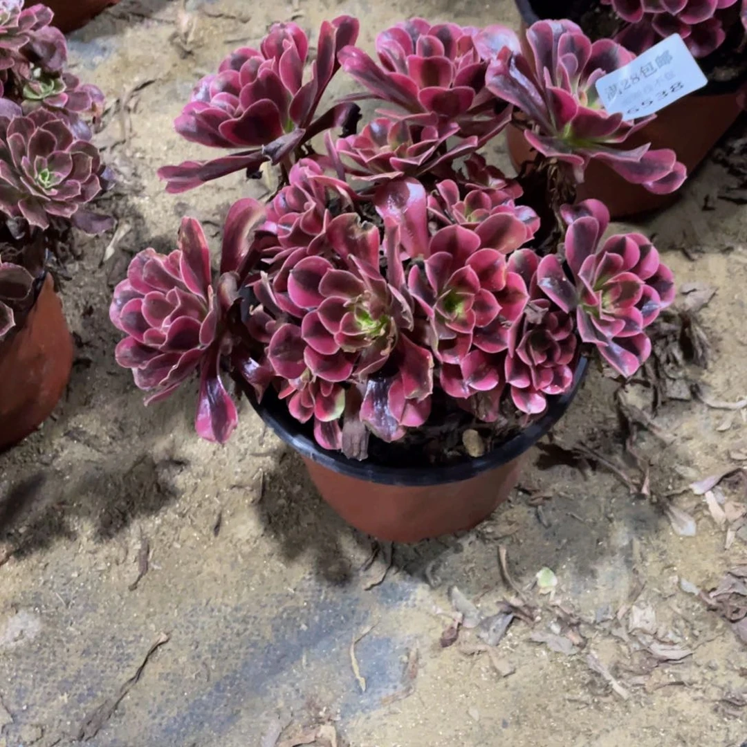 6538美杜莎法师多肉断枝不包不售后