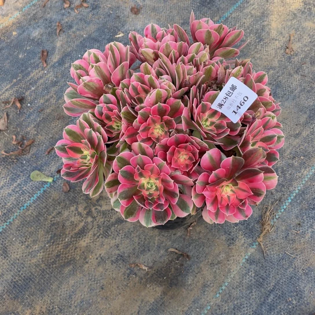 1460分女法师多肉断枝不包