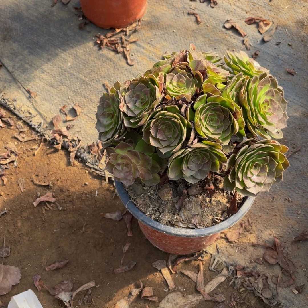 3275黑魔法师多肉断枝不包不售后