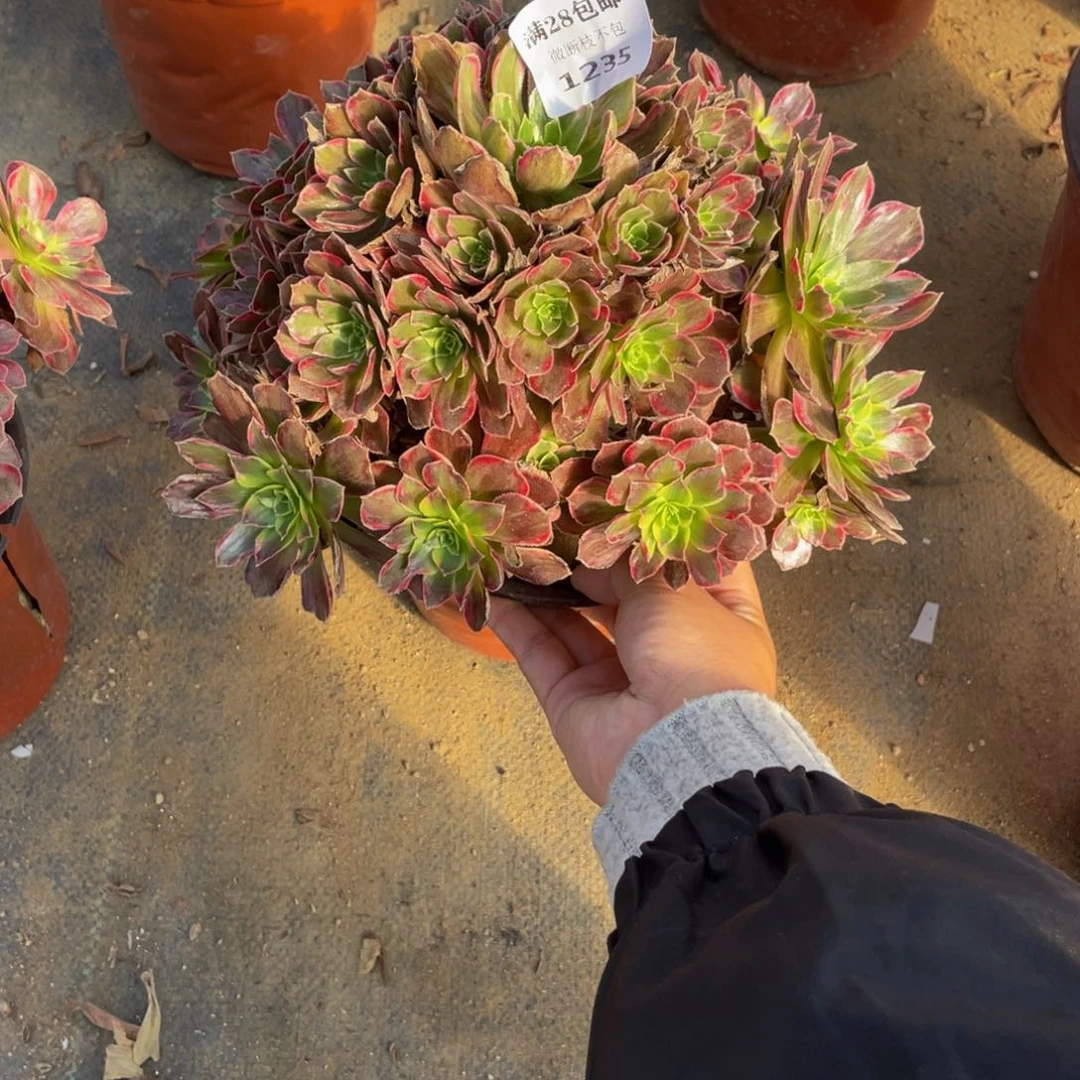 1235安娜法师多肉断枝不包