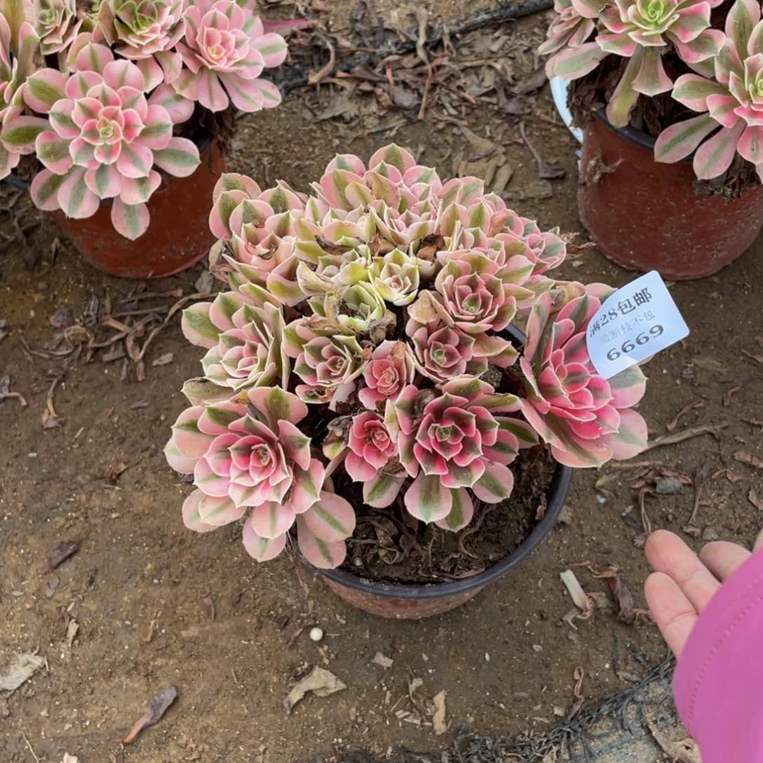 6669分女法师多肉断枝不包不售后