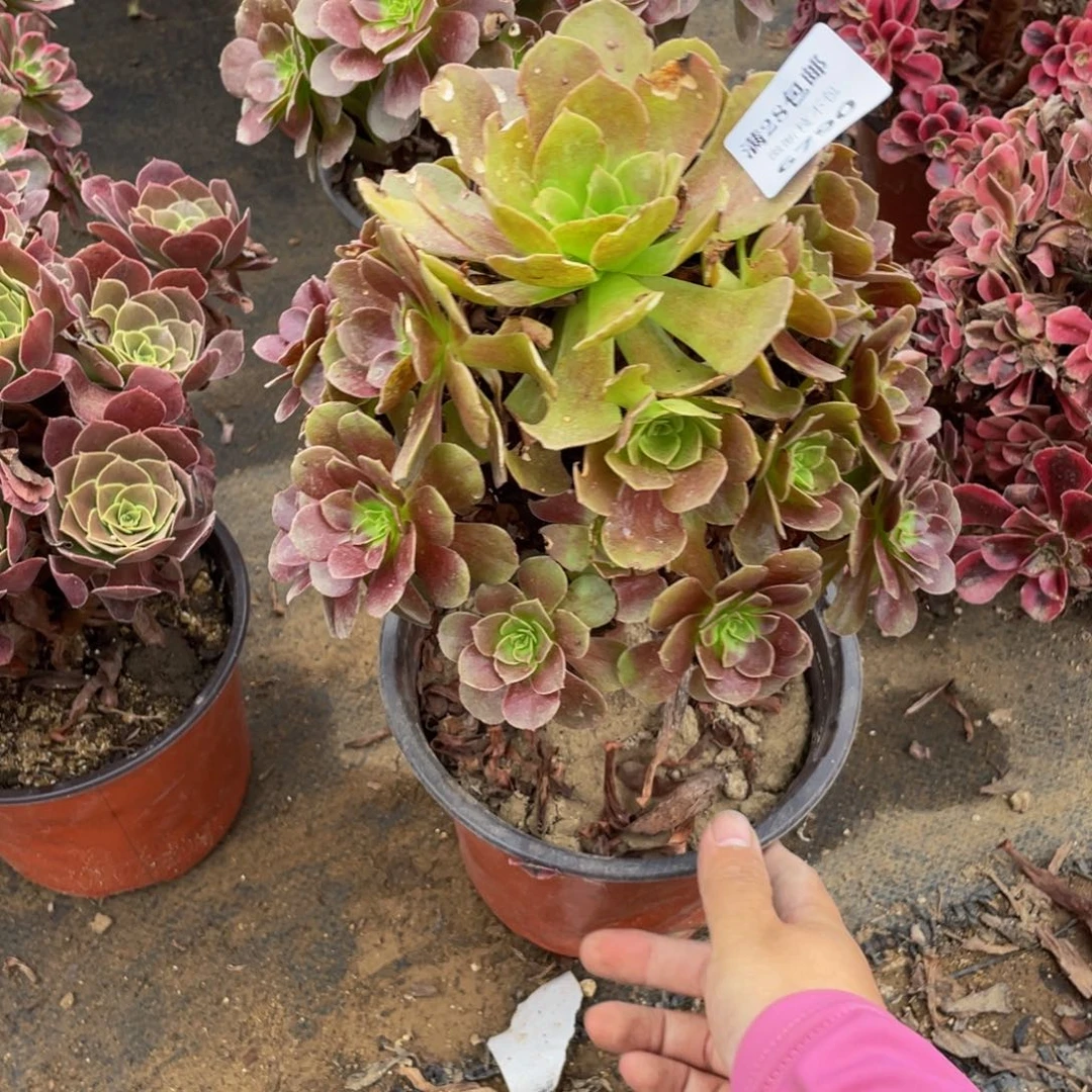 6790 法师多肉断枝不包不售后