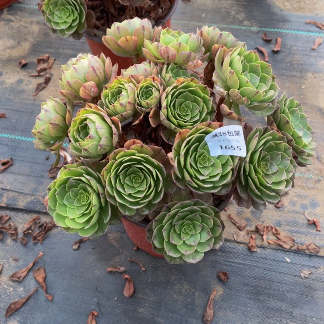 1655万拉斯法师多肉断枝不包