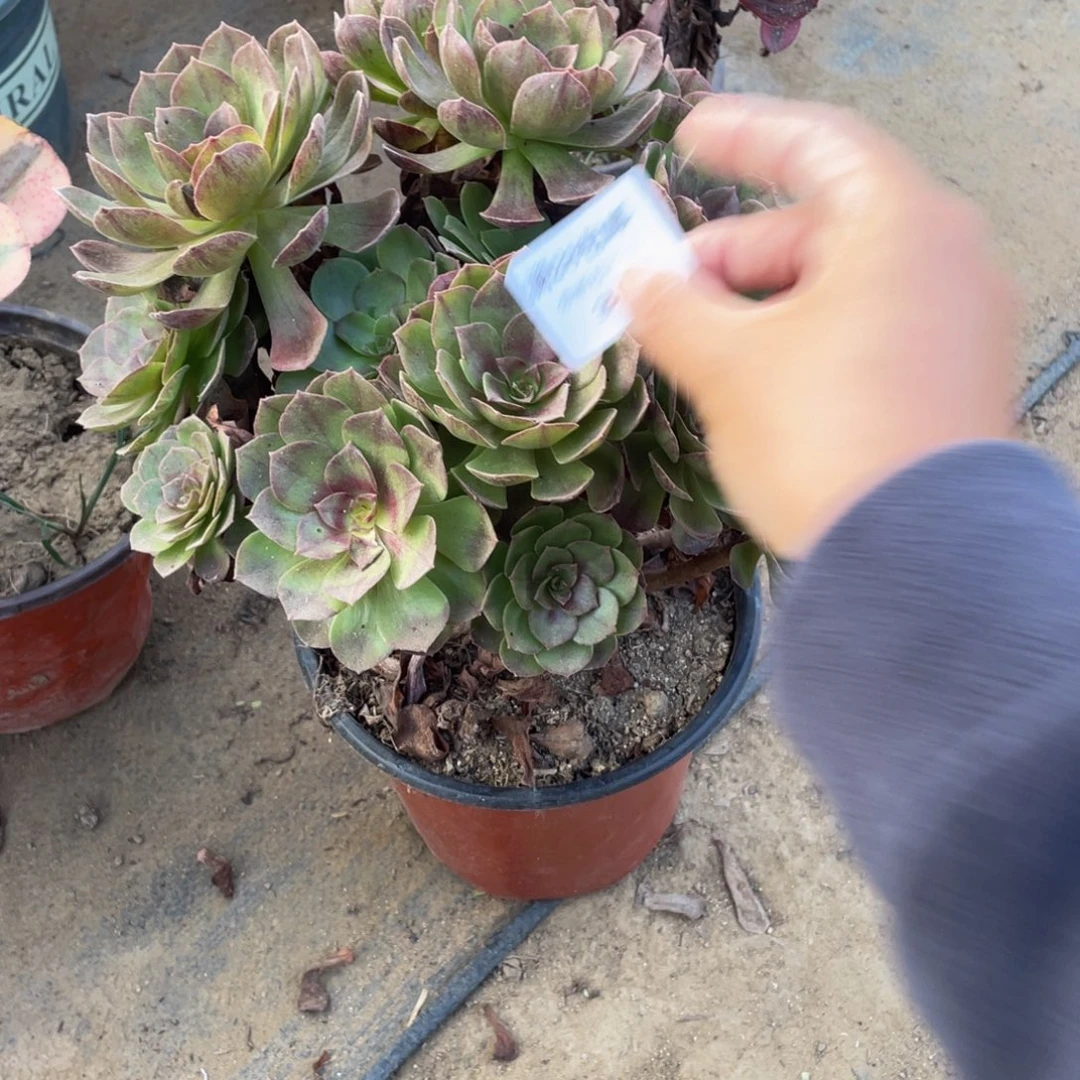 30黑魔法师多肉断枝不包