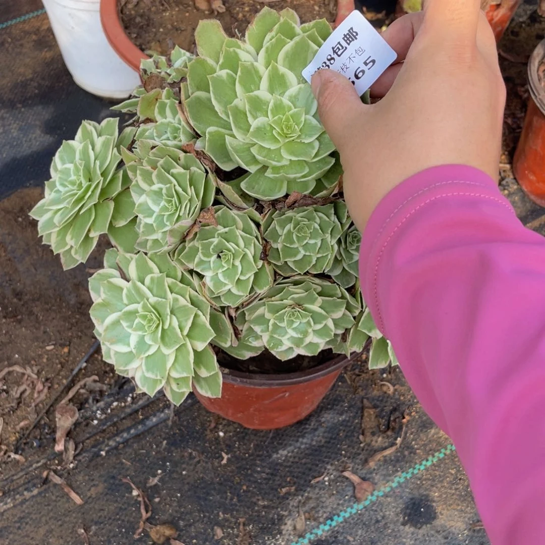 2565万花筒法师多肉断枝不包不售后