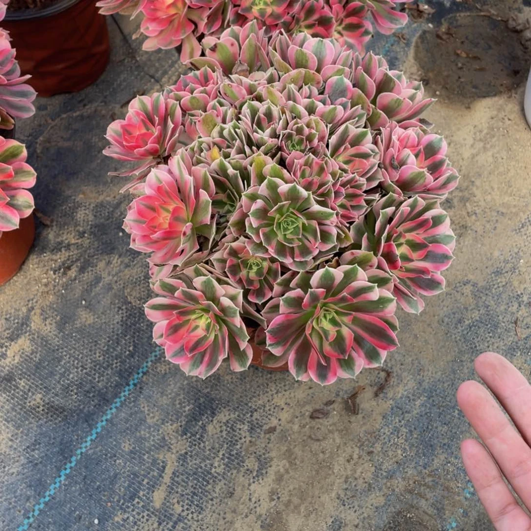 68分女法师多肉断枝不包