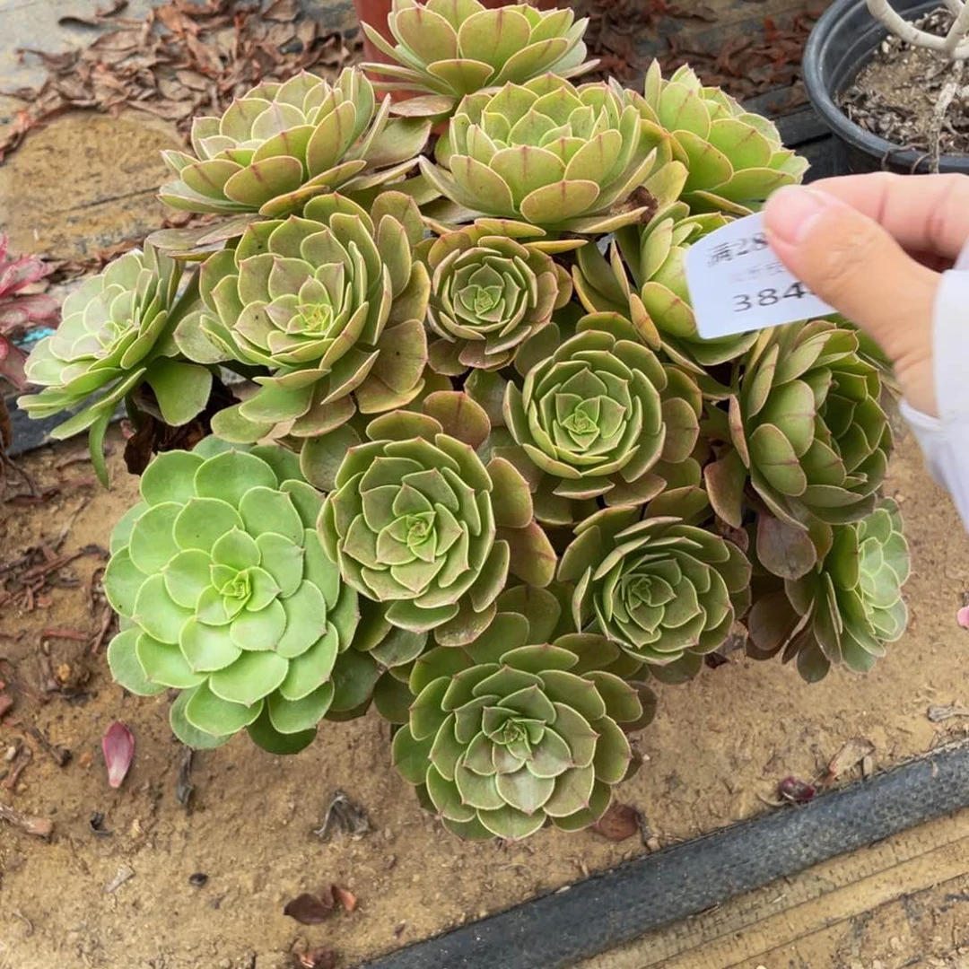 3848万法师多肉断枝不包