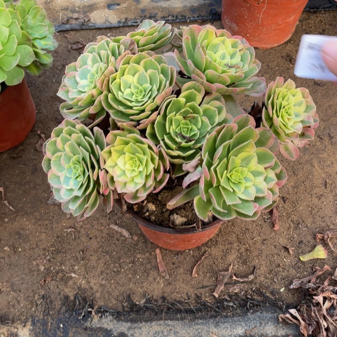 214 法师多肉断枝不包