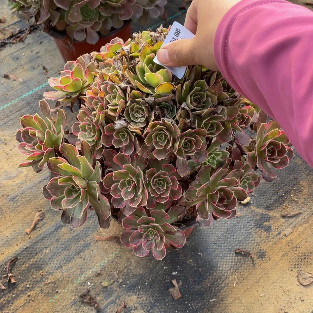 4723安娜法师多肉断枝不包不售后