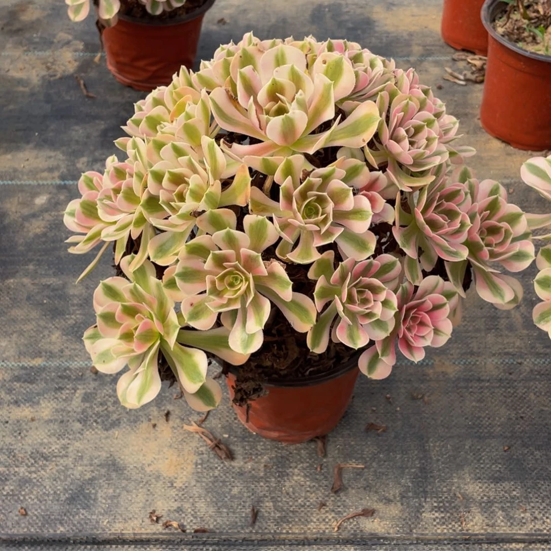 妍*昱4899粉女巫法师多肉断枝不包不售后