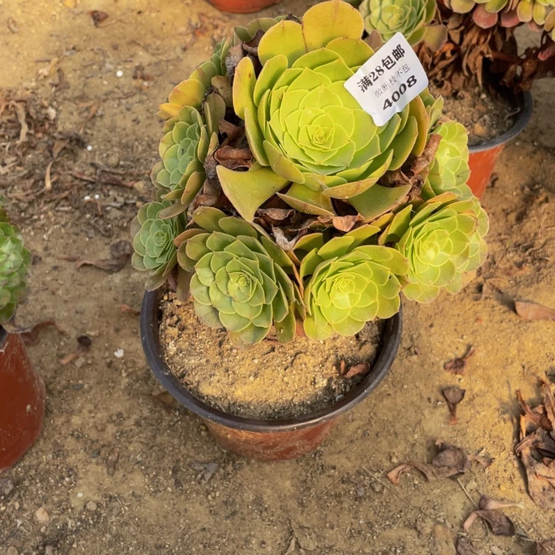 4008万法师多肉断枝不包不售后