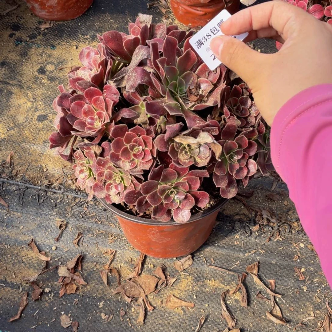 2935欧嘉莉法师多肉断枝不包不售后