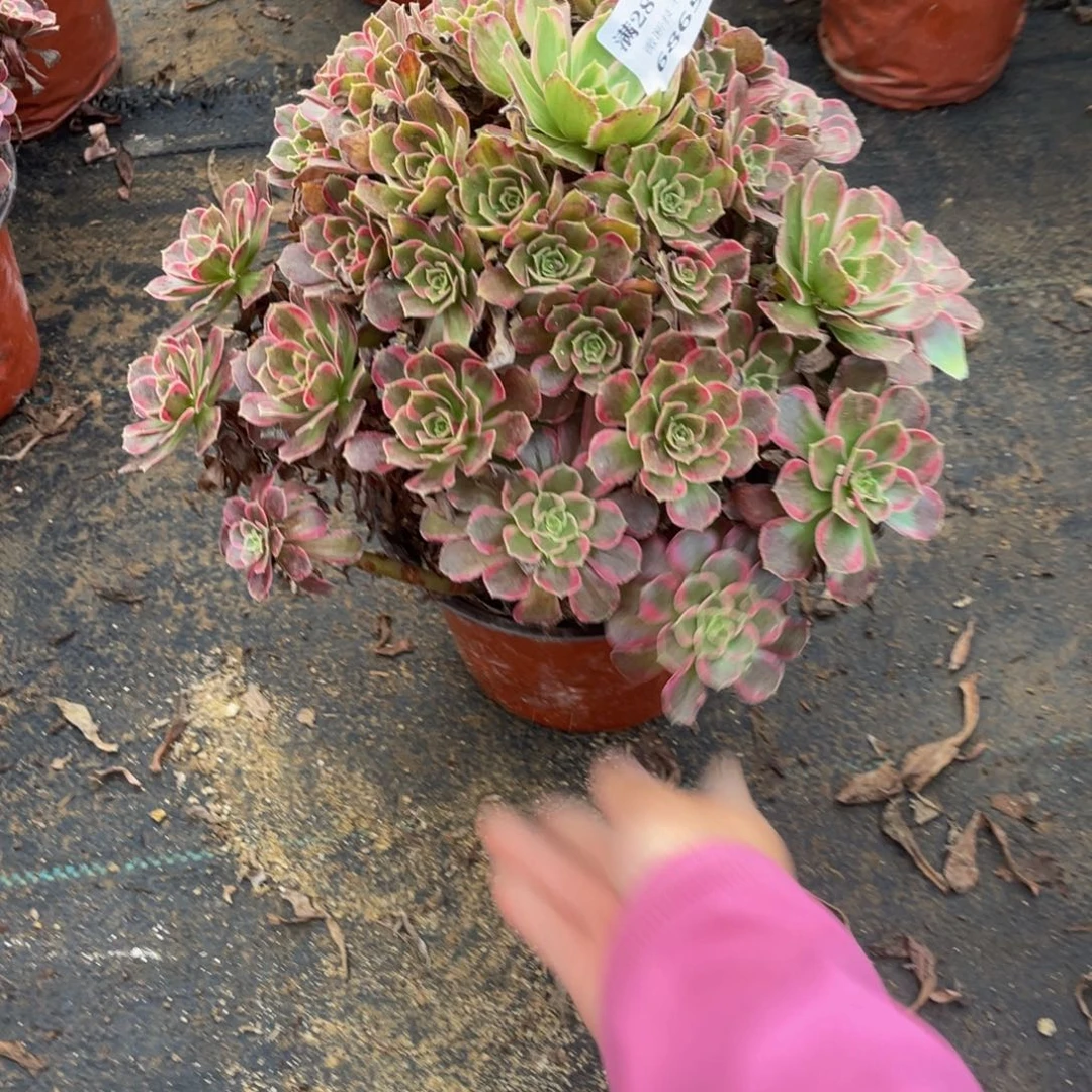 6865安娜法师多肉断枝不包不售后