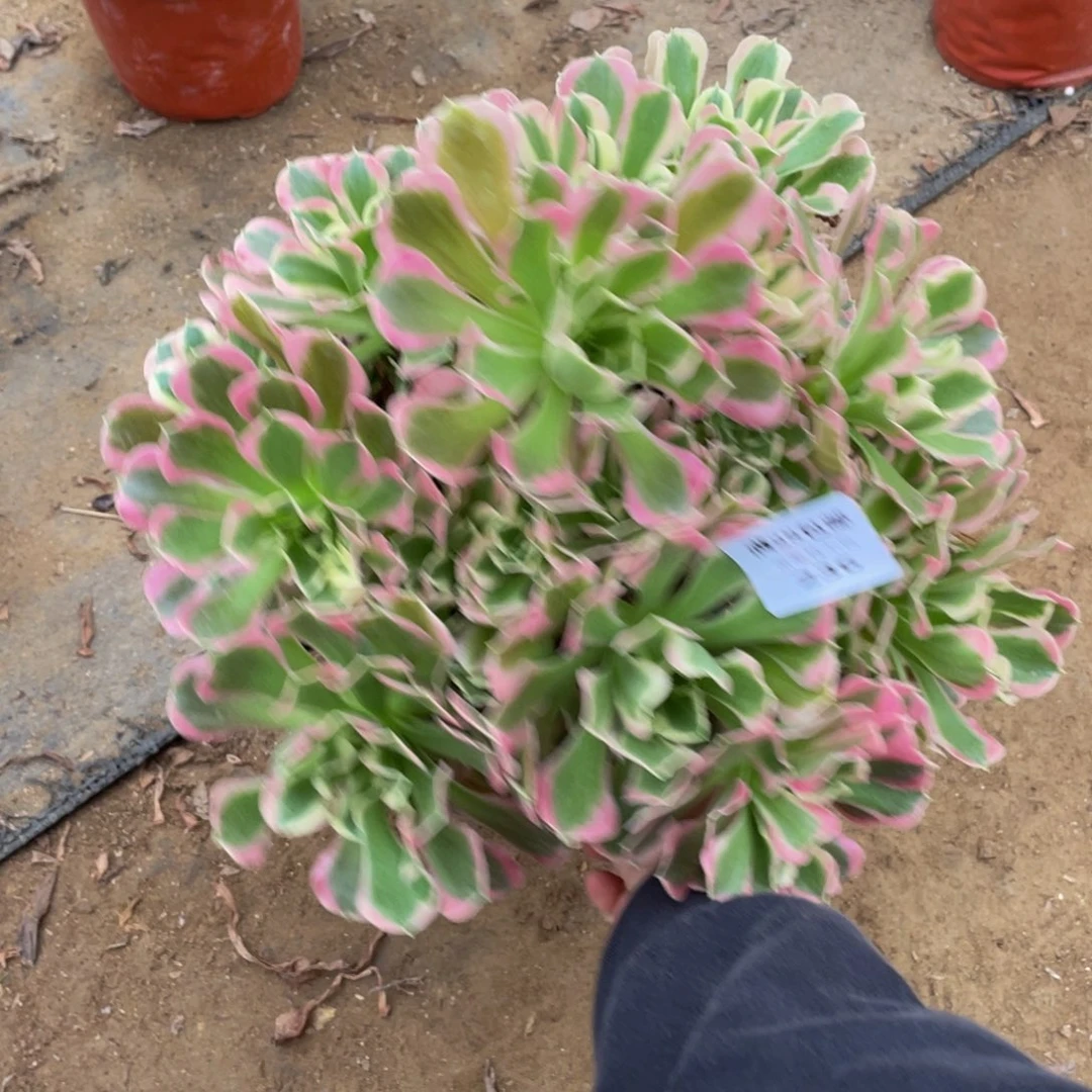 236雨花石法师多肉断枝不包