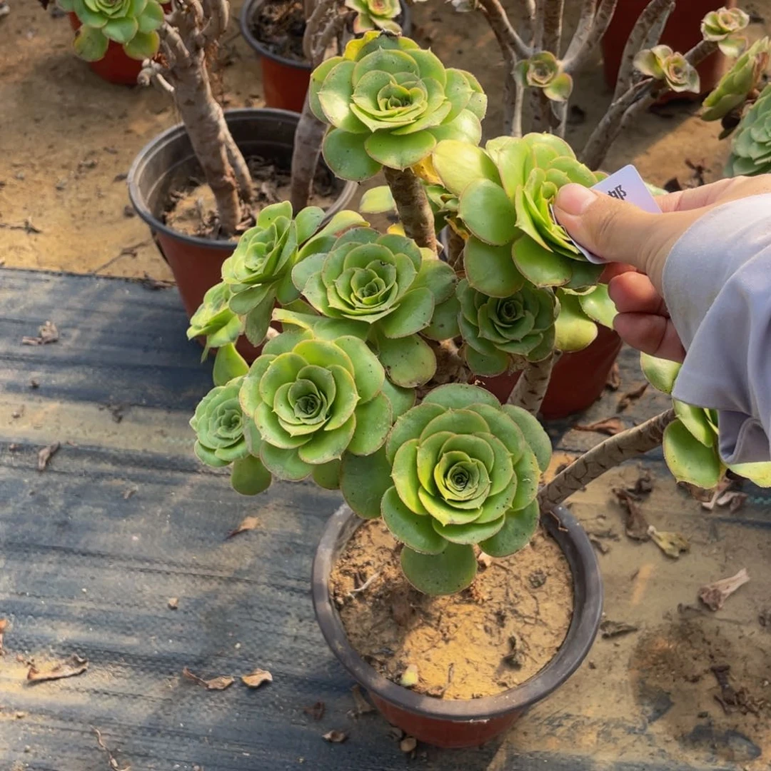 3658君美丽法师多肉断肢不包不售后