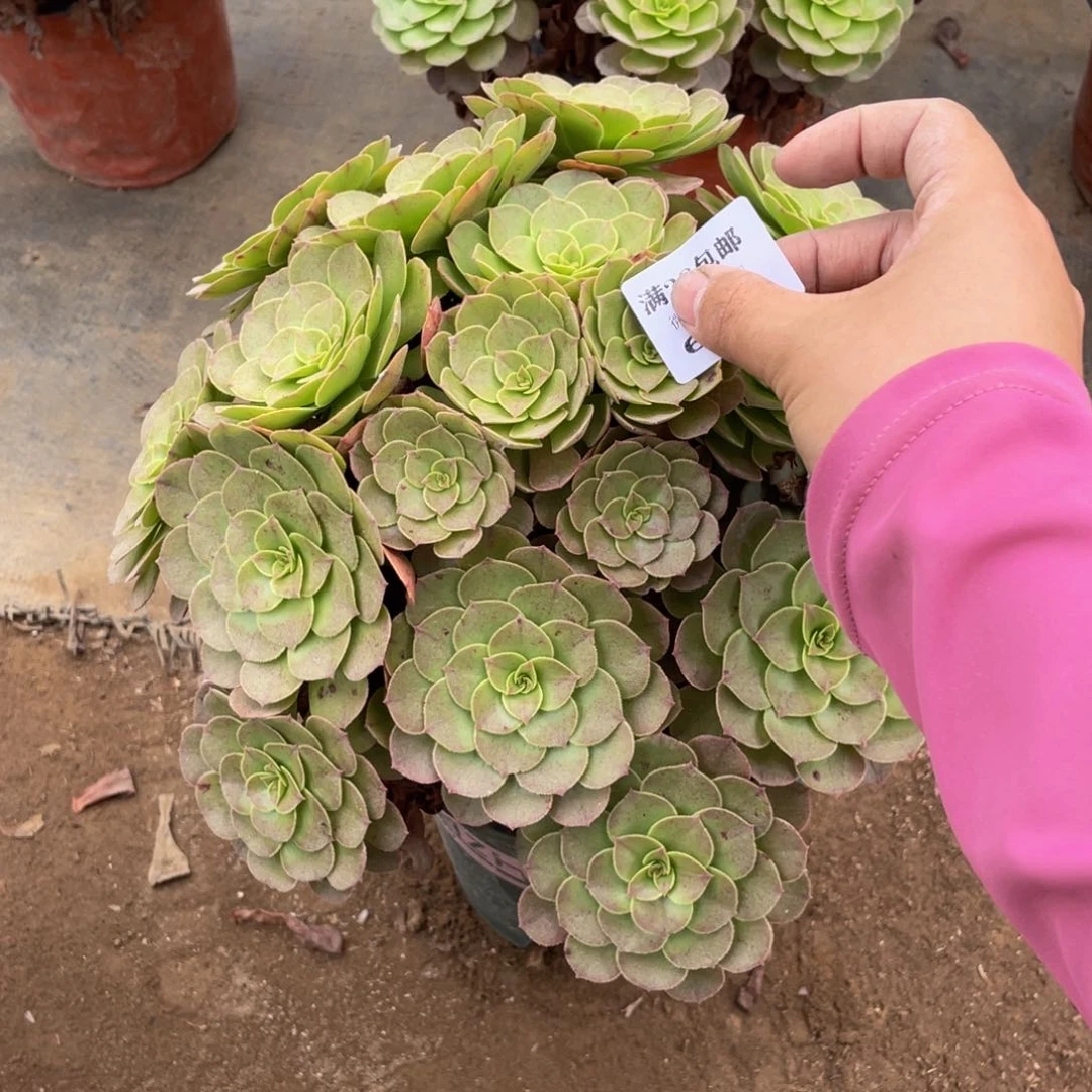 6800万法师多肉断枝不包不售后