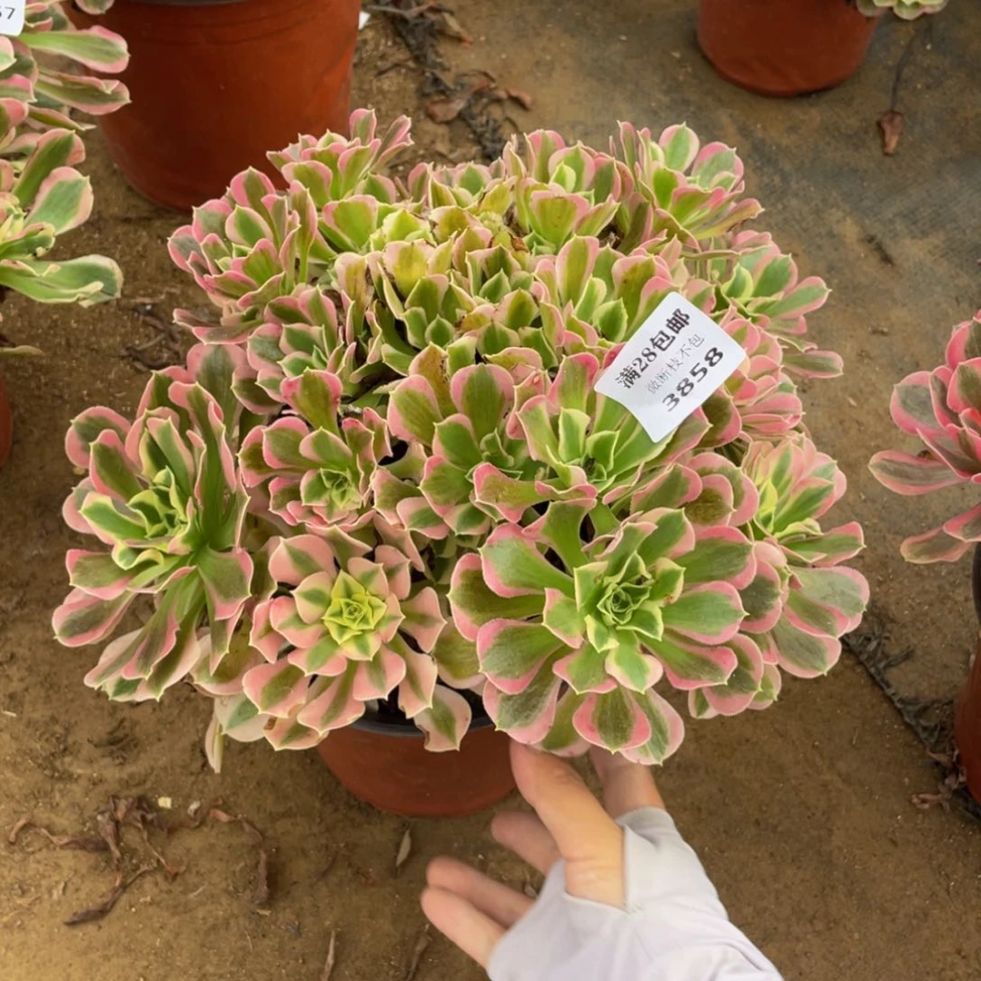 3858雨花石法师多肉断枝不包