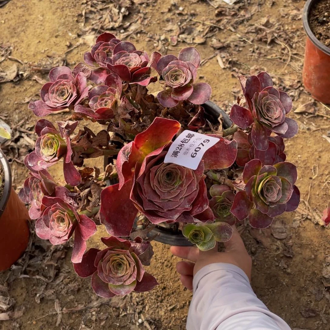 6079美金法师多肉断肢不包不售后