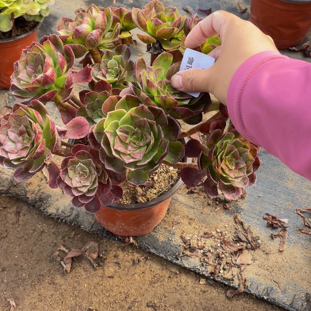 369黑魔法师多肉断枝不包