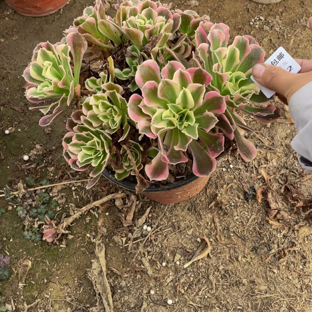 6252雨花石法师多肉断枝不包不售后