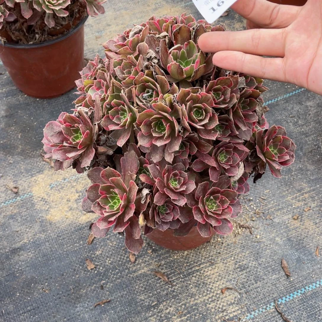 1664 法师多肉断枝不包