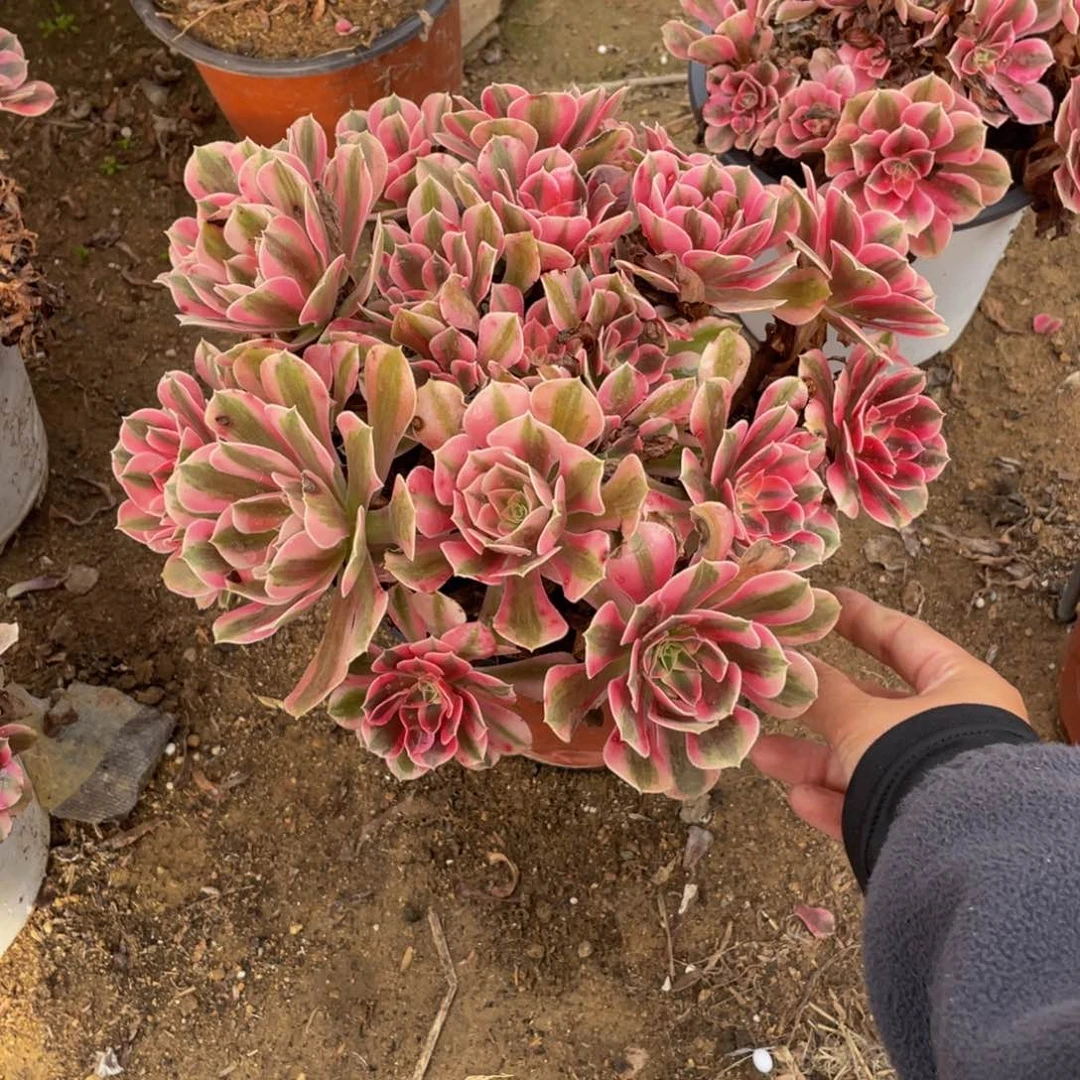 1552分女满28包邮断枝不包