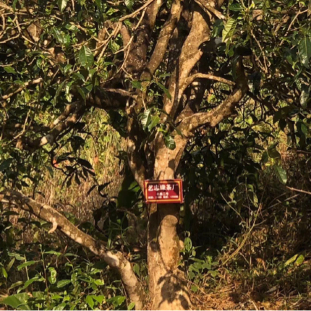 岩子头24年 古茶王树春茶单株 普洱茶生茶散茶