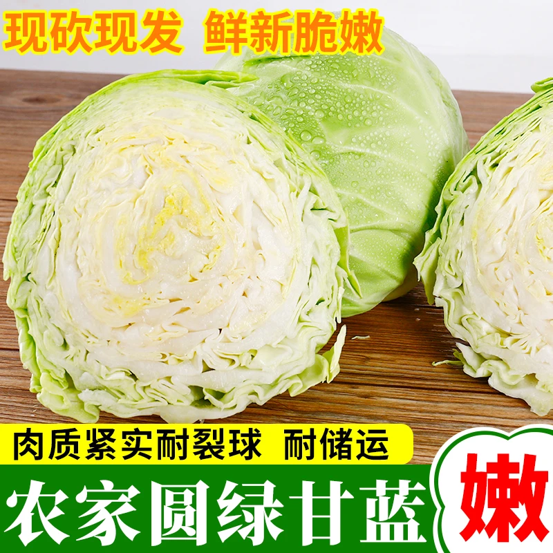 云南包菜新鲜蔬菜圆绿甘蓝卷心菜莲花白当季现摘泡菜包包菜白菜