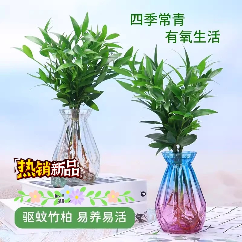 竹柏盆栽植物室内四季常青净化空气绿植四季好养耐荫耐寒平安竹柏