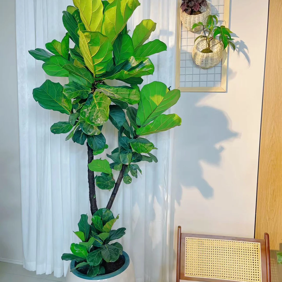 老桩琴叶榕绿植盆栽