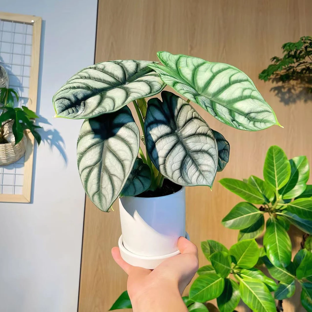 白犀牛海芋室内好养易活盆栽绿植
