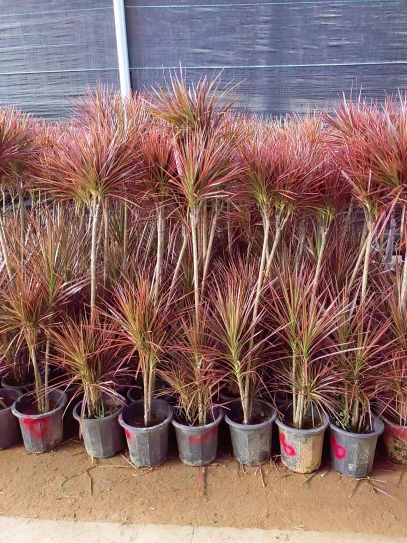 小千年木一物一拍