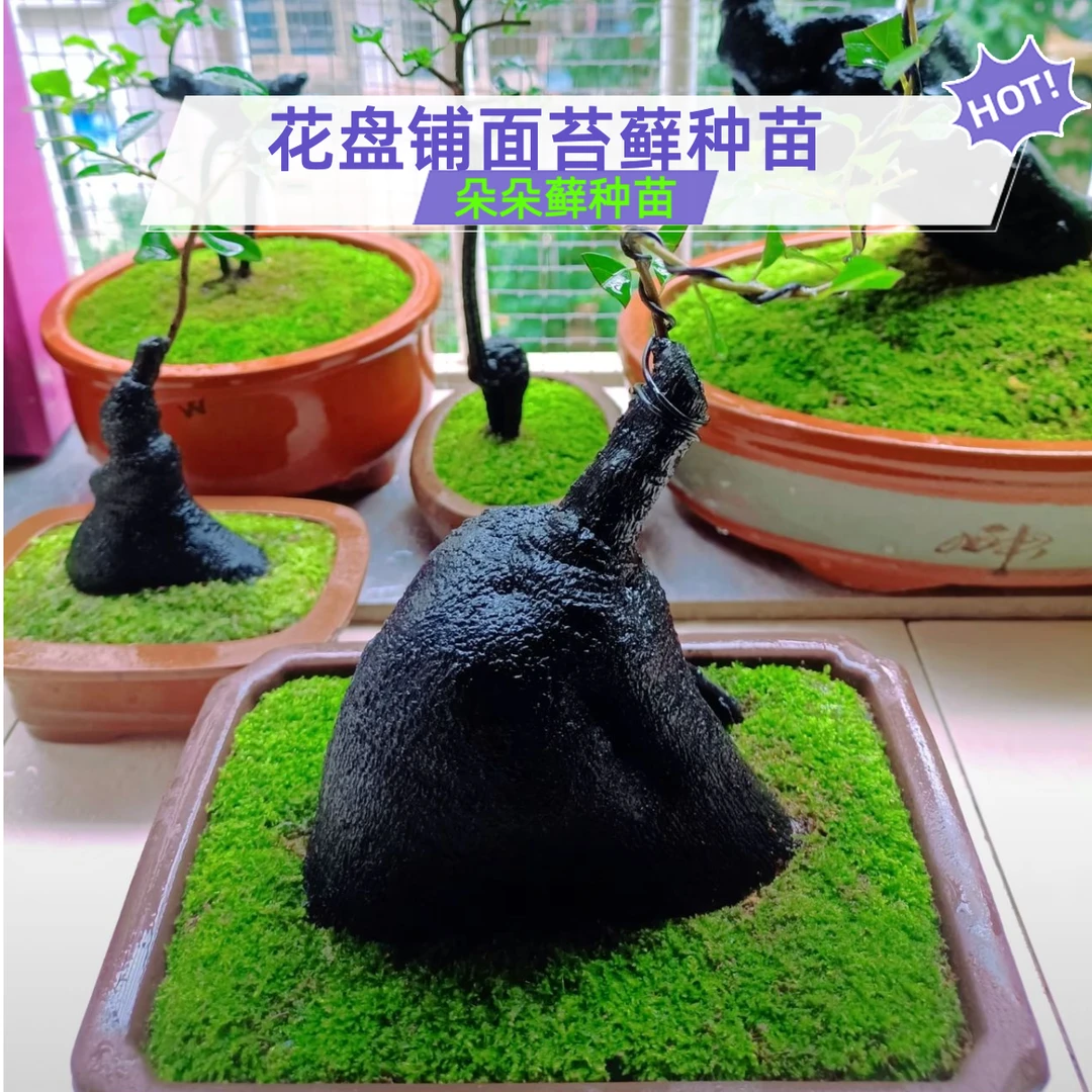 苔藓青苔朵朵藓苔藓铺面短绒藓苔藓微景观鲜活苔藓吸水石苔藓种苗