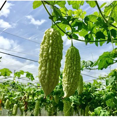 农家自种苦瓜非大棚